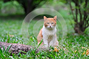 cat siting on the ground